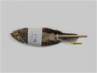 藏品(臺灣夜鷹)的圖片